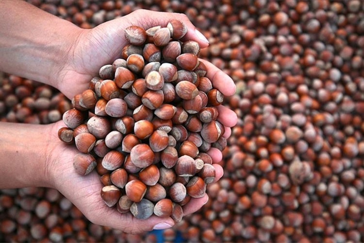 Ticaret borsalarında 5 ayda 447 bin ton fındık işlem gördü