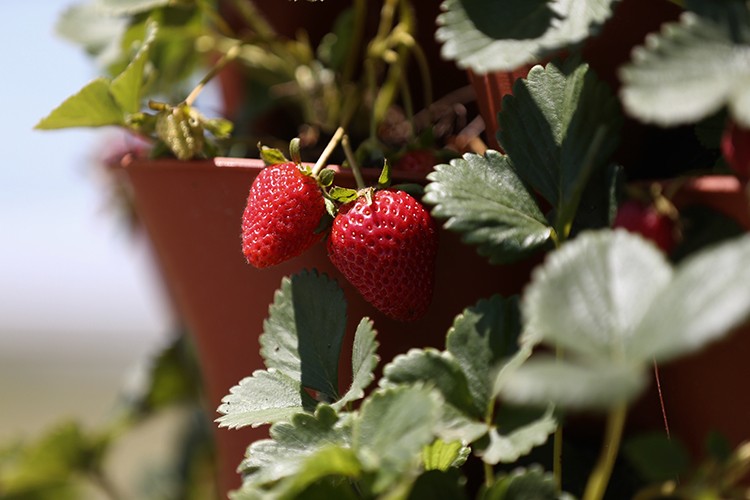 Çilek üretimini artırdı