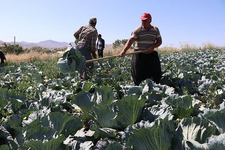 Niğde'de verim ve kalite yüzleri güldürdü