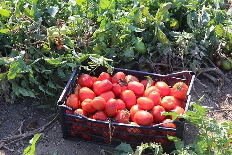 Tokat'taki tarlalarda domates hasadı sürüyor
