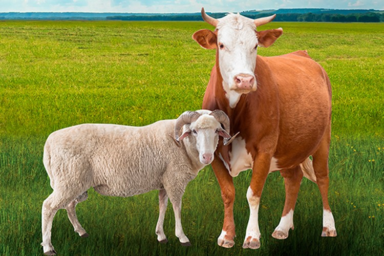 İslami usullere uygun güvenilir kurban ücretsiz kasaplık hizmetiyle Migros'ta