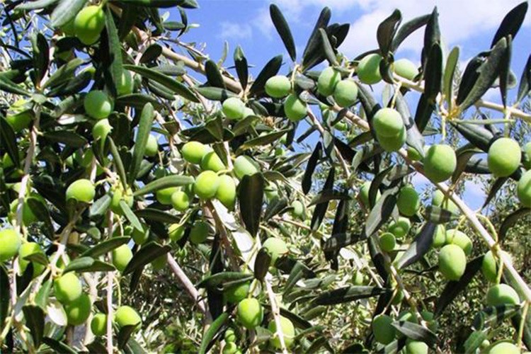 Antalya'da zeytin üretimi yüzde 45 arttı