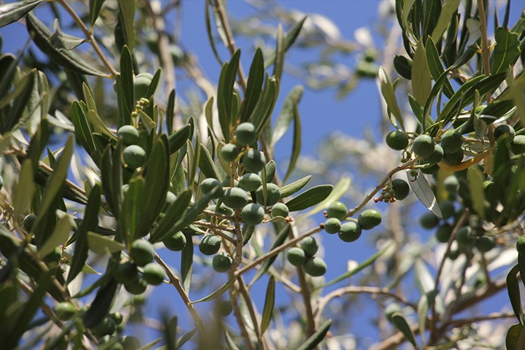 Kilis yağlık zeytininde verim yüksek olacak
