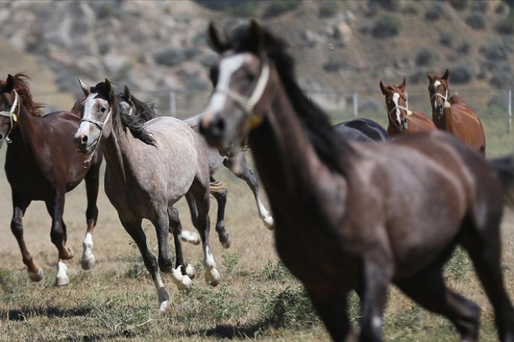 TİGEM bu yıl 319 safkan Arap tayı satacak