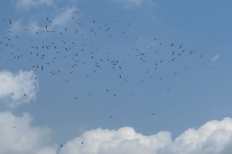 Hatay'da binlerce leyleğin göç uçuşu izlendi