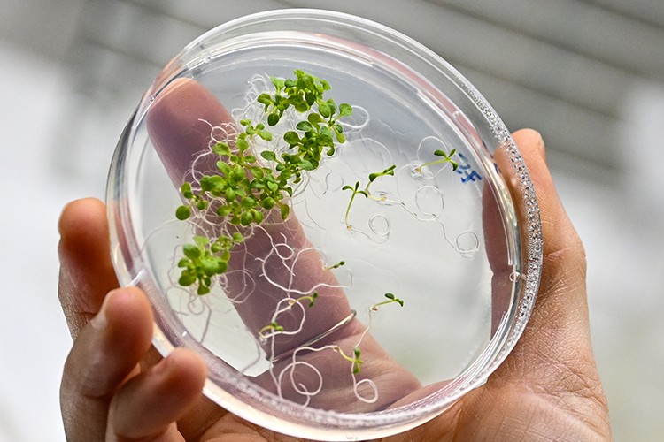 UZAYDA TARIMA YÖN VERECEK