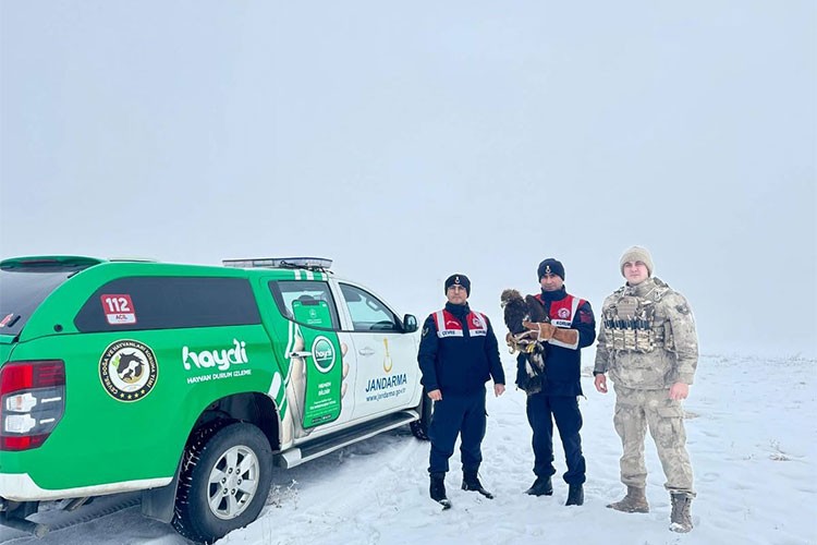 Jandarmanın bitkin halde bulduğu kartal koruma altına alındı