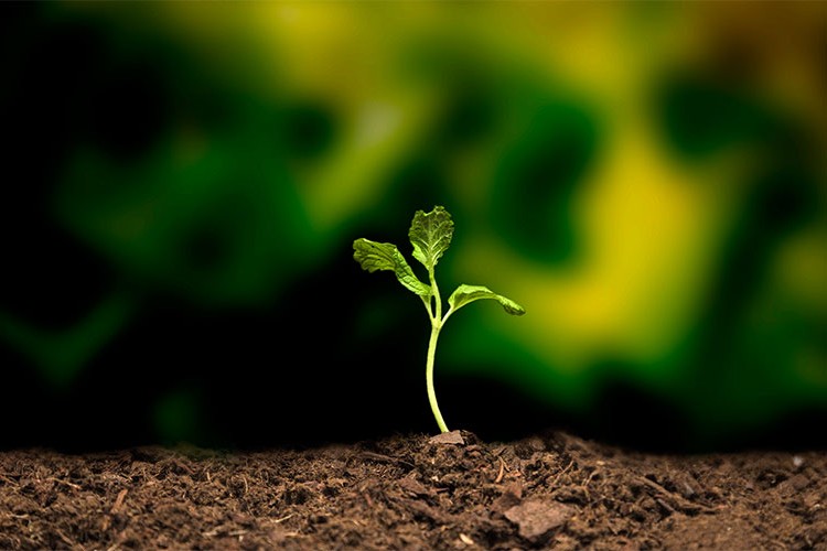 Tohum ve toprak analizine düzenleme