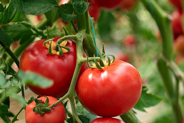 Yaş meyve sebze ve mamul ihracatı 4 ayda 2 milyar doları aştı