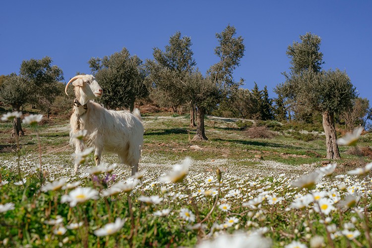 İzmir'in zeytin ormanları jeotermale direniyor