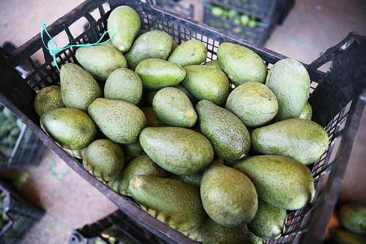 Alanya'da bu sezon avokado üretimi 80 milyon adede ulaştı