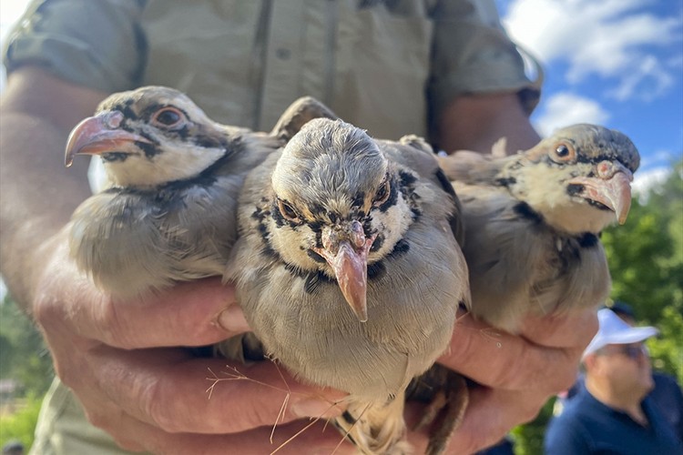 Uşak'ta 750 kınalı keklik doğaya salındı