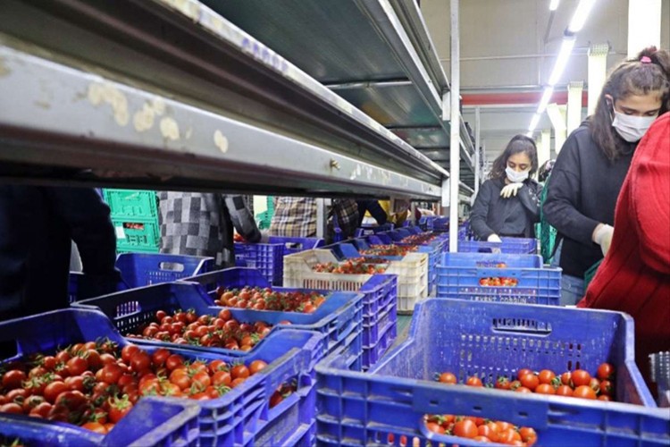 Rusya kotayı 250 bin tona yükseltti