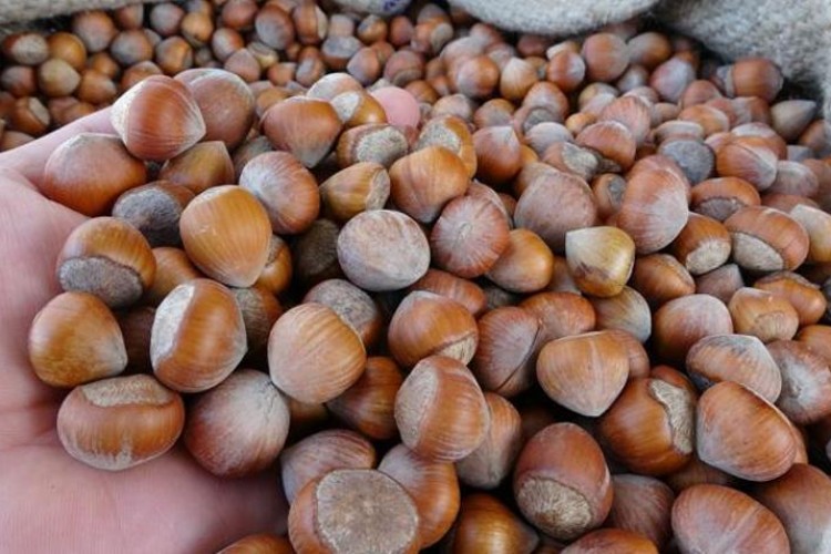 Ordu'da fındığın kilogramı 100 liradan işlem görüyor