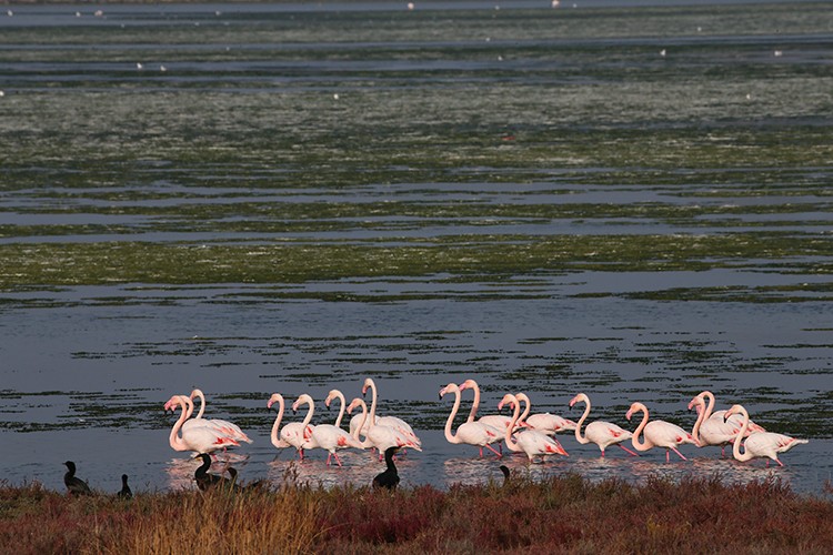 "İzmir Körfezi'ndeki yosunlar ekonomiye kazandırılsın" önerisi