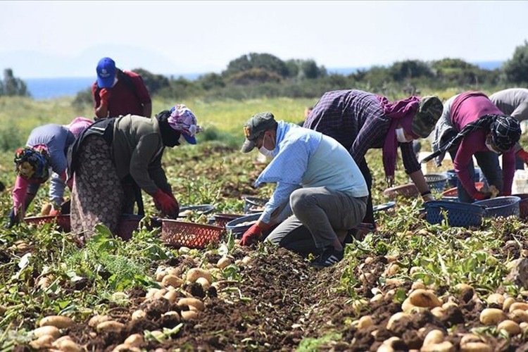 Muğla'da turfanda patates hasadı sona erdi