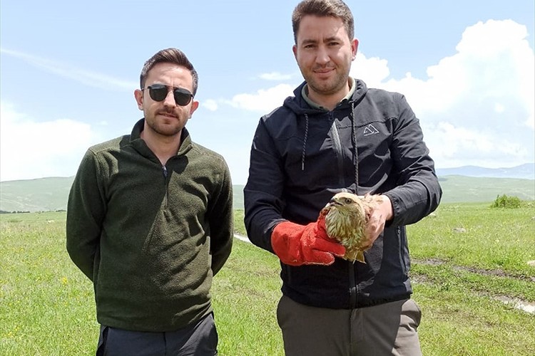Ardahan'da yaralı bulunan kızıl şahin tedavi edildi