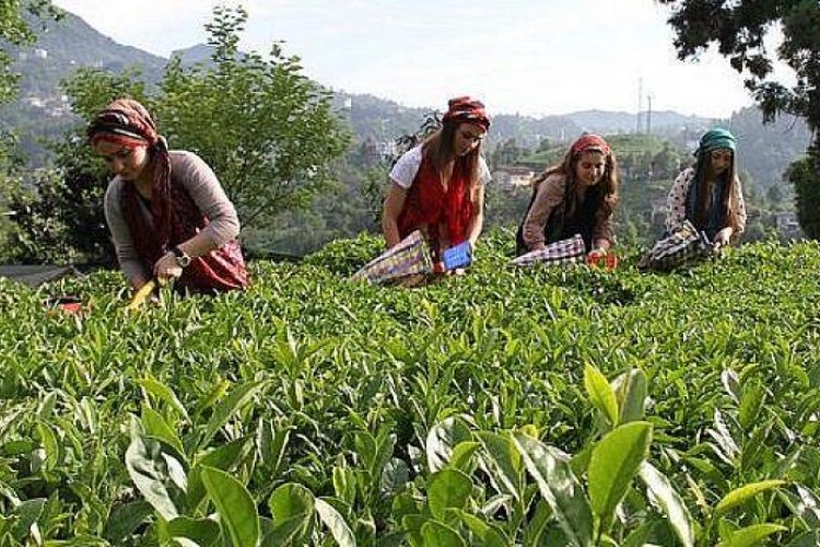 Çay ihracatı 10 ayda 18 milyon doları aştı