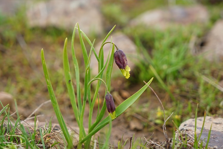 Endemik "Karakoçan lalesi"ni yerinde inceledi