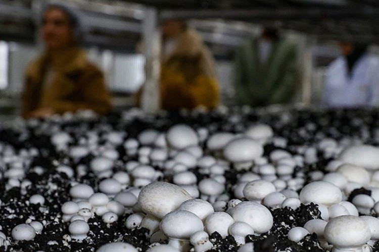 Tarımsal üretimde kullandırılacak kredilere ilişkin esaslar belirlendi