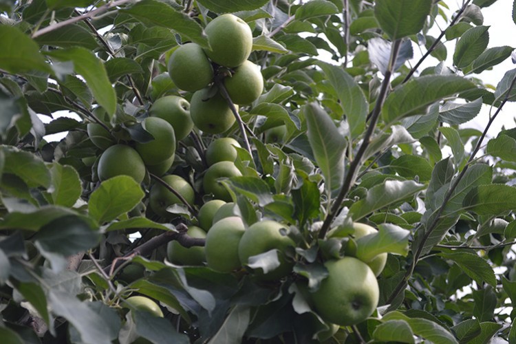 Afyonkarahisar'dan 3 kıtaya elma ihracatı