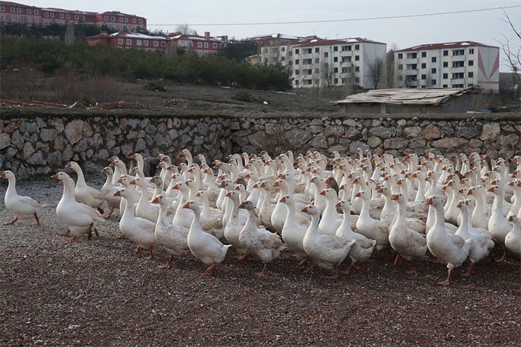 Marketini satarak başladığı yetiştiricilikte kazlarının sayısı 3 bini geçti