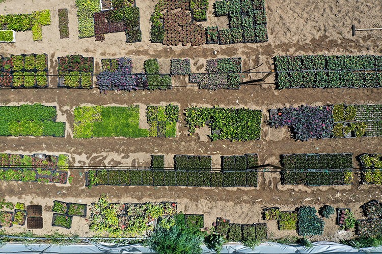 Balkonda en fazla çilek üretiliyor