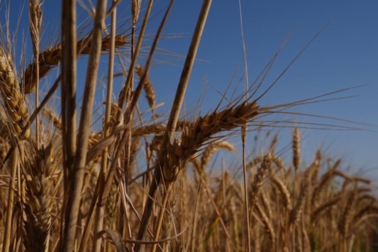 Türkiye'de buğday arzında sıkıntı beklenmiyor