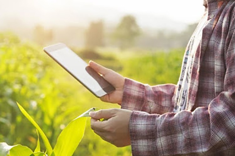 Tarımda Kovid-19 esnekliği