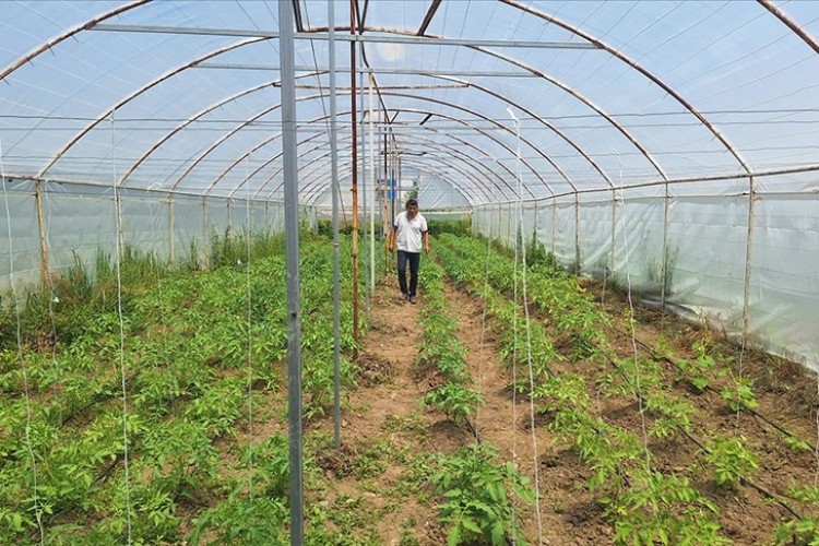Emekli madenci ata tohumuyla domates yetiştiriyor