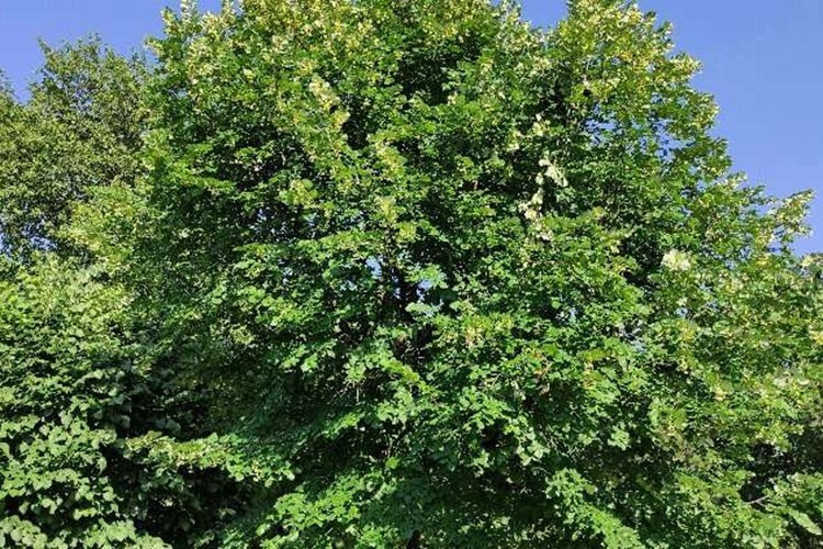 Bursa'daki ıhlamur ormanlarının verimi yüz güldürdü