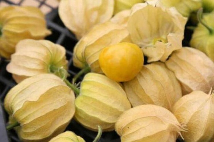 Altın çilek 150 TL'den satılıyor