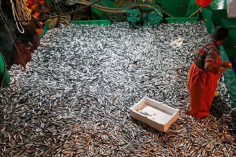 Haldeki balıkçıların yüzünü en çok "hamsi" güldürdü