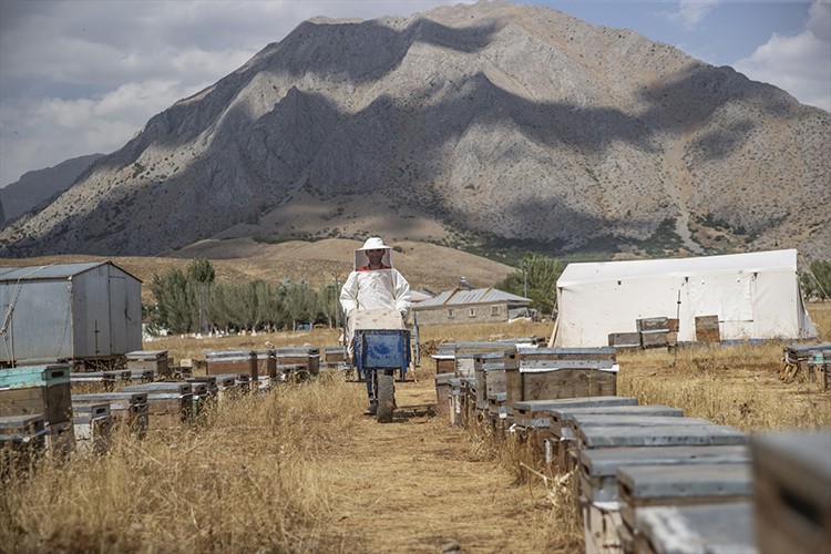 Zengin floraya sahip Munzur yaylalarında üretilen bal emekle hasat ediliyor