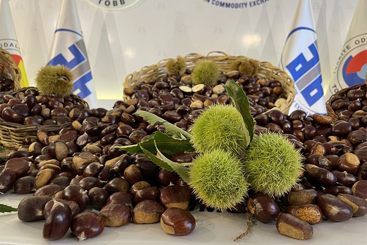 Aydın'da sezonun ilk kestaneleri kilogramı 500 liradan satıldı