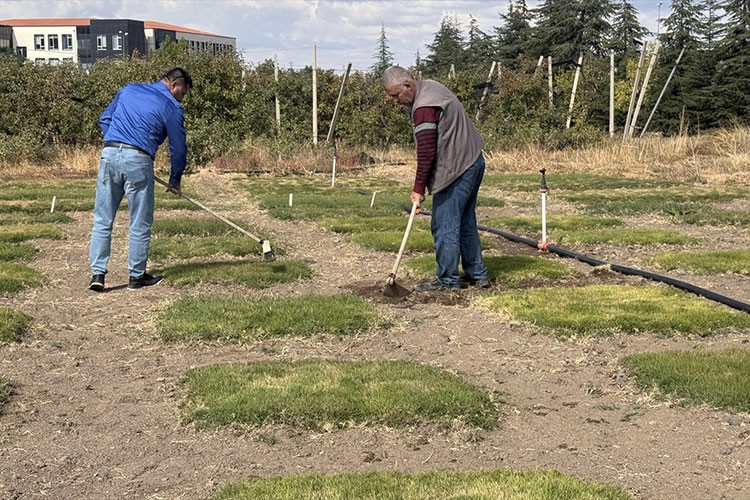 İklim değişikliğine dayanıklı yerli çim çeşitleri geliştiriliyor