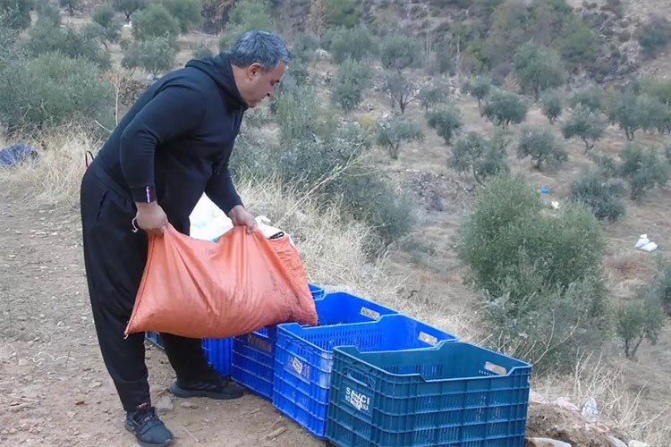 İslahiye'de 20 bin dekar zeytin hasadı sürüyor