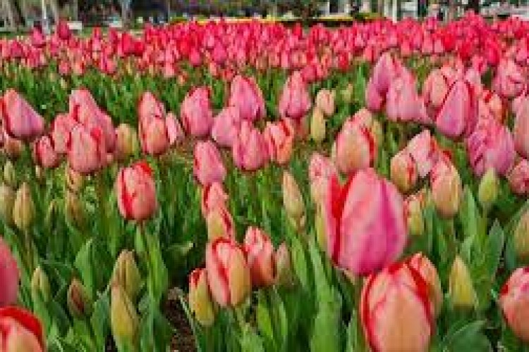 BAHARI MÜJDELEYECEK OLAN LALELER, ÜSKÜDAR'DA TOPRAKLA BULUŞTU