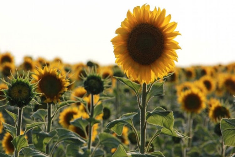 Trakya Birlik ayçiçeği ön alım fiyatını açıkladı