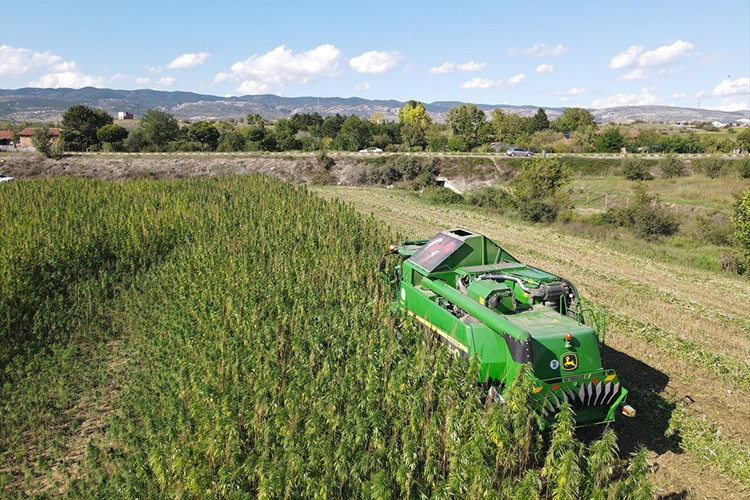 Kastamonu'da kenevir hasadı başladı