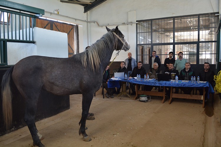 TİGEM, safkan Arap elit ve koşu taylarının seçimini tamamladı