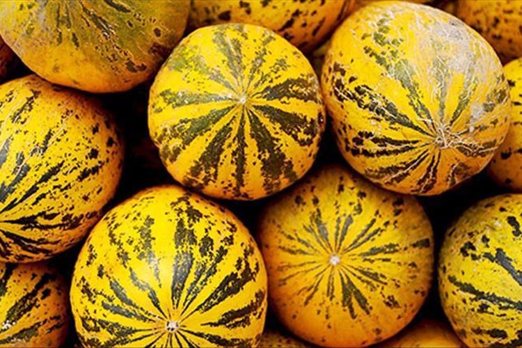 Mut zeytinyağı ve Kırkağaç kavunu AB'den tescil aldı