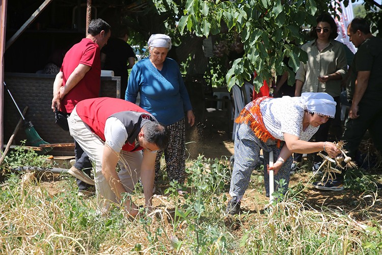 Coğrafi işaretli Ula sarımsağında hasat başladı