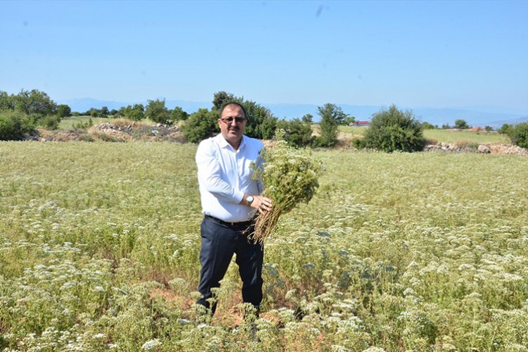 Türkiye'nin kekik üretim merkezi Denizli'de hasat başladı