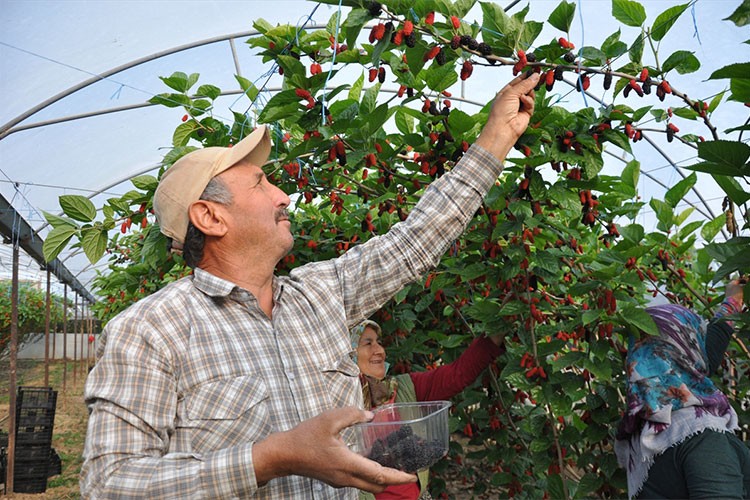 Mersin'de karadut hasadı sürüyor
