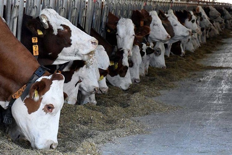 Şap hastalığının gıda sağlamada aksama yaratmayacak