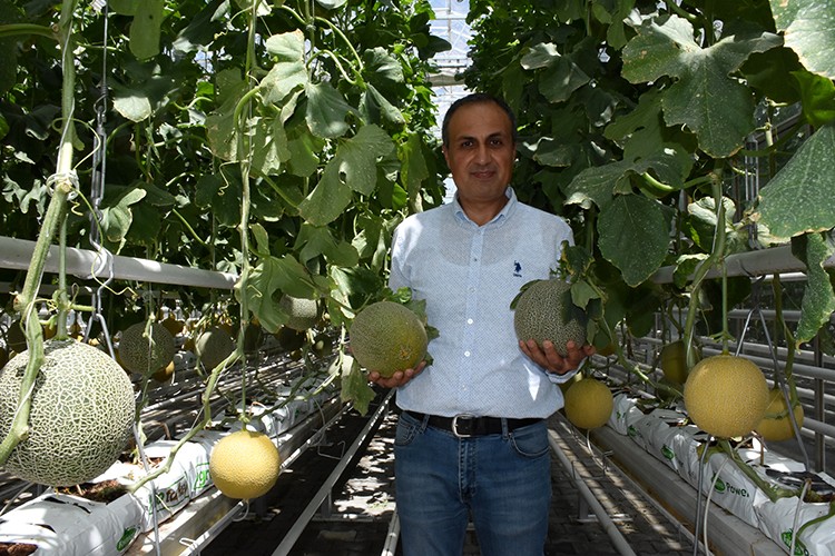 Jeotermal alanda kavun başarılı oldu
