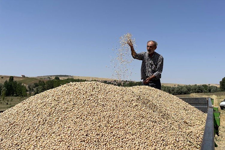 Yozgat'ta nohut hasadı başladı