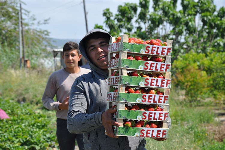 Silifke çileğinde hasat sürüyor