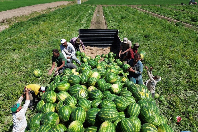 Bafra Ovası'nda 94 bin 500 ton karpuz rekoltesi bekleniyor